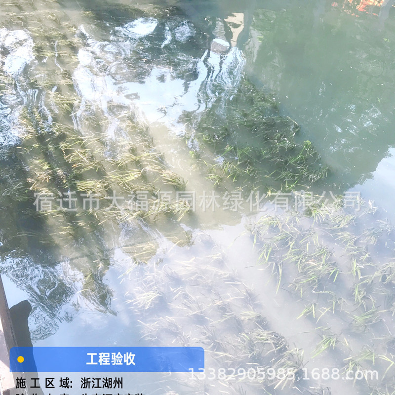 人工生態河床 種植毯 植草墊 沉水植物草墊 水下森林工廠直供