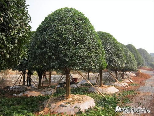 目前農(nóng)村栽什么樹最有前景 滿足4個條件,棵棵都是搶手貨