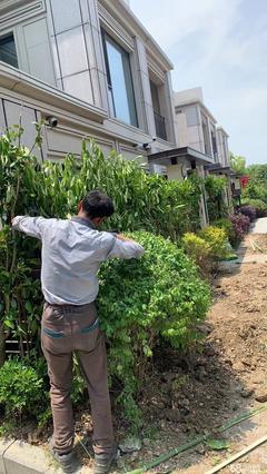 承接庭院綠化別墅綠化小區(qū)園區(qū)綠化工廠綠化施工養(yǎng)護 景觀施工 修剪除草