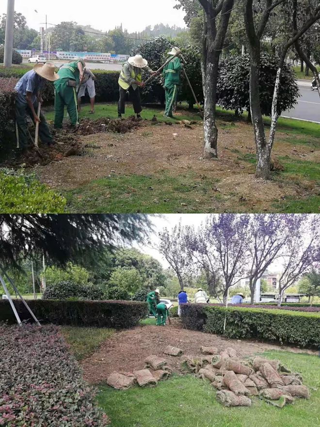 市園林局啟動草坪更換補植工作