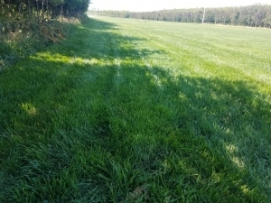 哈爾濱園林樹(shù)木,哈爾濱花卉,哈爾濱園藝_壹佰業(yè)