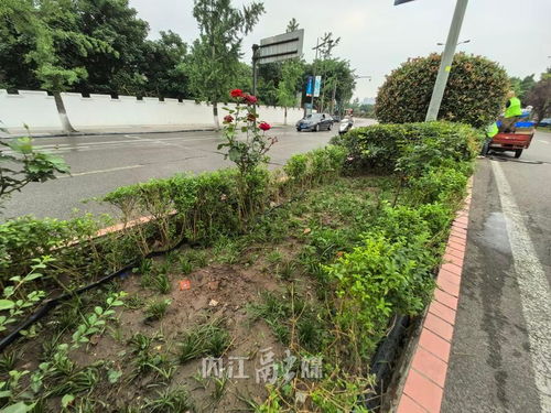 不文明行為曝光臺(tái)丨城區(qū)綠化花卉被盜800余株,園林部門(mén)呼吁愛(ài)護(hù)公共綠植