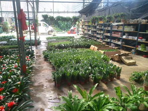 一站式園林綠化與體育設施服務 苗圃開業花籃、養護與工程施工